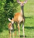 fawn and deer
