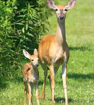 fawn and deer