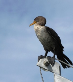 bird looking down