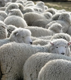 Herd of Sheep