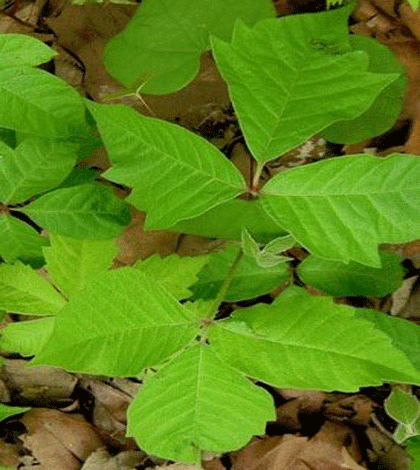 How to Cure Poison Ivy: 5 Natural Remedies - Simply Woman | Online ...